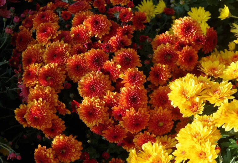 Chrysanthèmes fleuriste Château-Arnoux